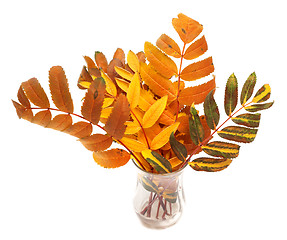 Image showing Multicolor autumn rowan leafs