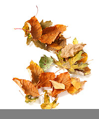 Image showing Autumn dried leafs on white background
