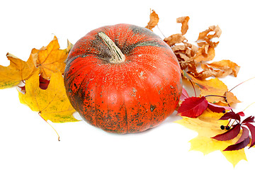 Image showing Red ripe pumpkin with autumn leaves