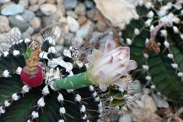Image showing Cactus planted in a botanical garden