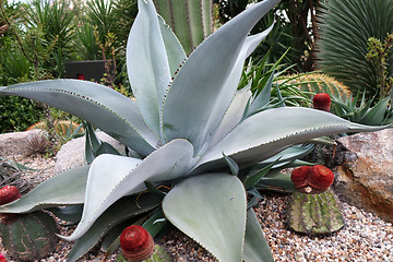 Image showing Cactus in Gardens by the Bay in Singapore