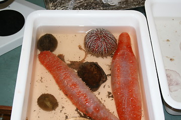 Image showing Marine creatures at the lab