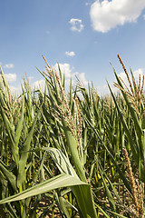 Image showing corn field, agriculture