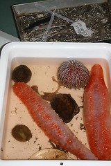 Image showing Marine creatures at the lab