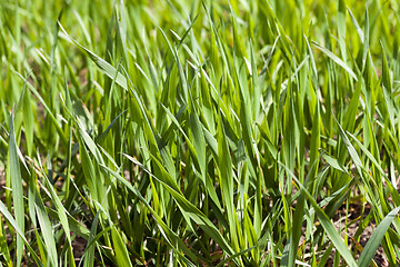 Image showing Agriculture. cereals. Spring