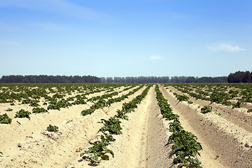 Image showing Potatoes in the field