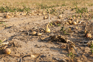 Image showing Harvesting onion field