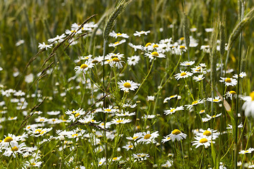 Image showing white daisy flowers.