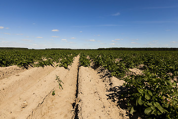 Image showing Agriculture, potato field