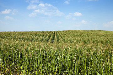 Image showing corn field, agriculture