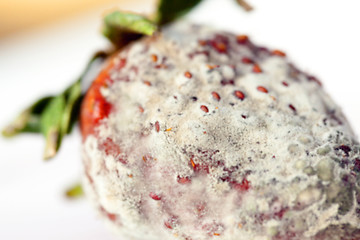 Image showing Strawberry with mold