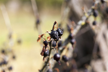 Image showing dried berries harvest