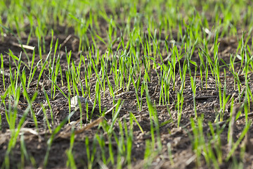 Image showing young grass plants, close-up