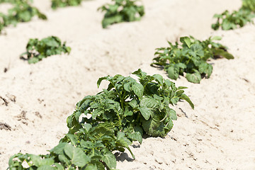 Image showing Potatoes in the field