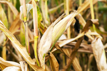 Image showing mature corn crop