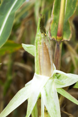 Image showing field with mature corn