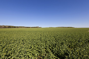 Image showing plants grow green