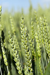 Image showing agricultural field wheat