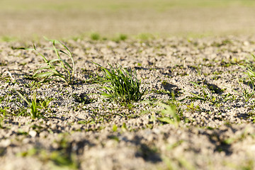 Image showing young grass plants, close-up