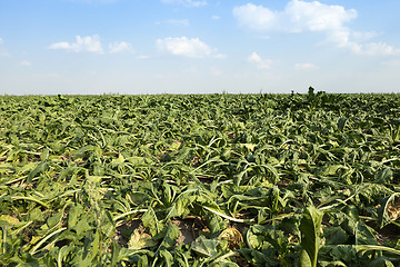 Image showing field with beetroot