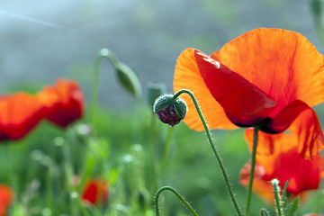 Image showing blooming red poppies