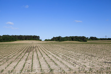 Image showing cracked earth in the field