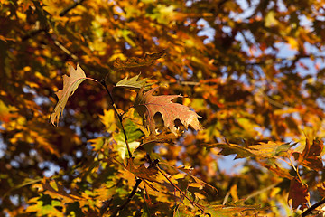 Image showing Park in autumn