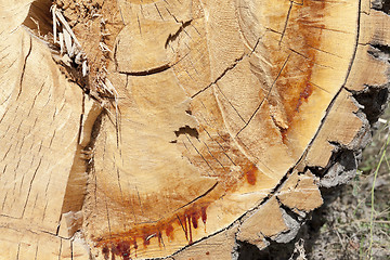 Image showing cut down a tree, close-up