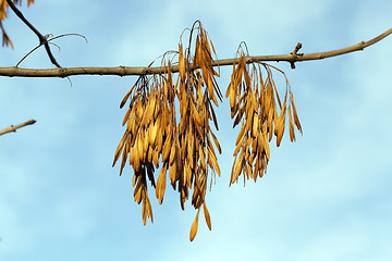 Image showing autumn in the park