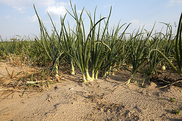 Image showing field with green onions