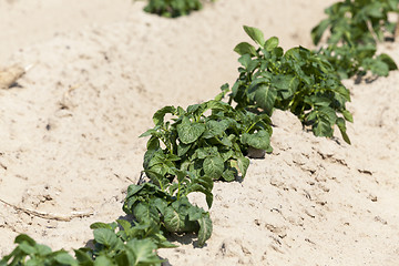 Image showing Field with potato