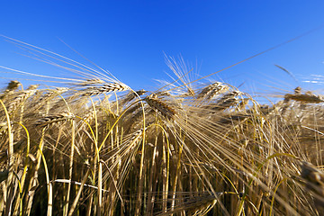 Image showing agricultural field with cereal