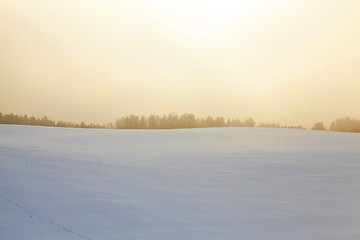 Image showing forest in winter, dawn