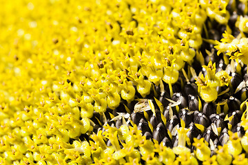 Image showing close up sun flower