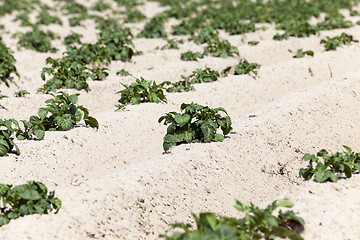 Image showing Agriculture, potato field