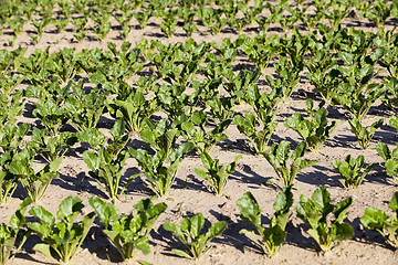 Image showing field with beetroot