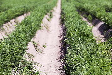 Image showing Field with carrot