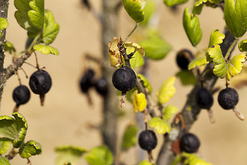 Image showing dried berries harvest