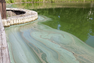 Image showing Water in the swamp