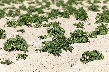 Image showing Agriculture, potato field