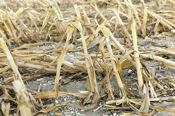 Image showing mature corn crop