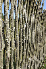 Image showing fence of twigs