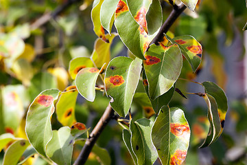 Image showing pear foliage in autumn