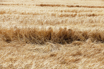 Image showing farm field cereals