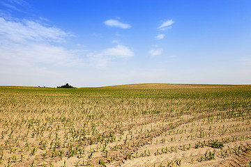 Image showing Corn field, summer