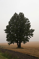 Image showing tree in the field