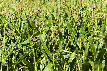 Image showing ear of corn