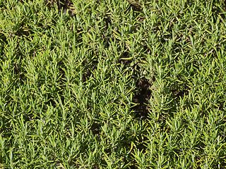 Image showing Rosemary (Rosmarinus) plant