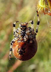 Image showing The spider hangs on the web and looking at the camera macro