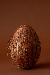 Image showing Single whole coconut